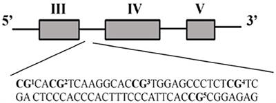 Multidimensional Analysis of Major Depression: Association Between BDNF Methylation, Psychosocial and Cognitive Domains